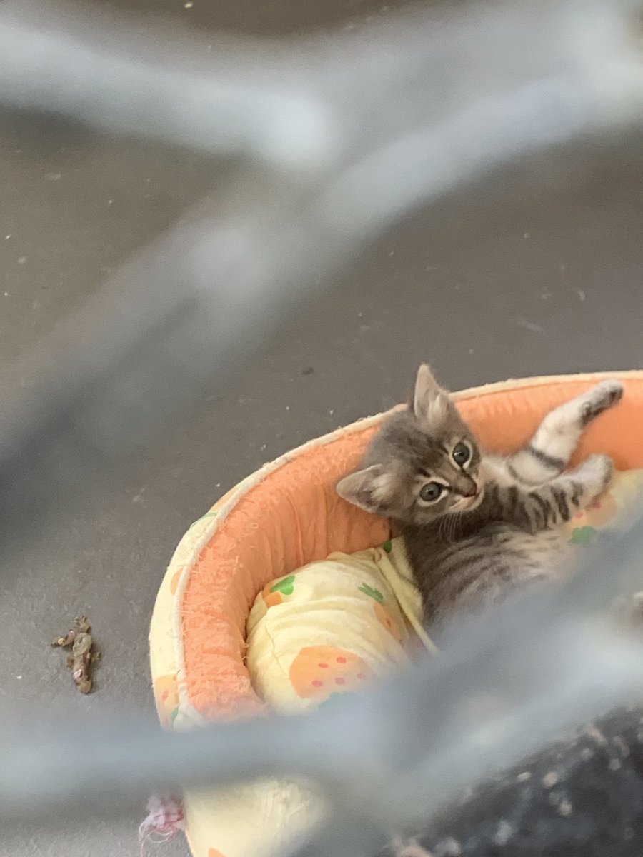 in cyberjaya, MPS (majlis perbandaran sepang) made a whole taman kucing for the cats that they’ve rescued. kenapa majlis perbandaran lain tak boleh buat macam tu? this is some of them. open for adoption pulak tu every sunday.