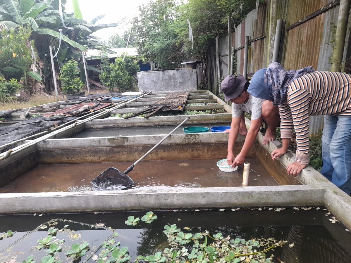 NKabinawati's tweet photo. Rabu, 15 Mei 2024. Nurul Kabinawati, Luhkan Kab. Deli Serdang, mendampingi kegiatan panen benih Nila milik bapak Sofian sebanyak 1000 ekor dengan harga jual Rp 700 /ekor, di desa Purwodadi Kec. Sunggal. Distribusi benih dalam satu kecamatan. 
#GiatLuhkanBP3Medan https://t.co/WUqmXXtnXB