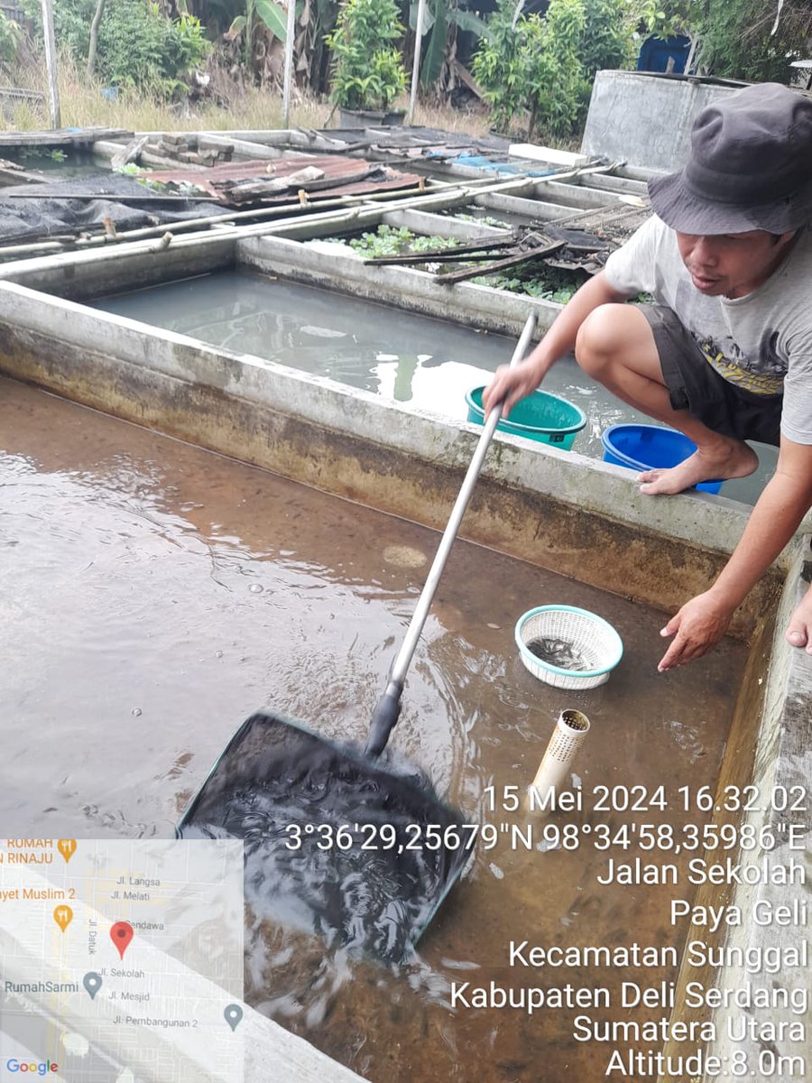 NKabinawati's tweet photo. Rabu, 15 Mei 2024. Nurul Kabinawati, Luhkan Kab. Deli Serdang, mendampingi kegiatan panen benih Nila milik bapak Sofian sebanyak 1000 ekor dengan harga jual Rp 700 /ekor, di desa Purwodadi Kec. Sunggal. Distribusi benih dalam satu kecamatan. 
#GiatLuhkanBP3Medan https://t.co/WUqmXXtnXB