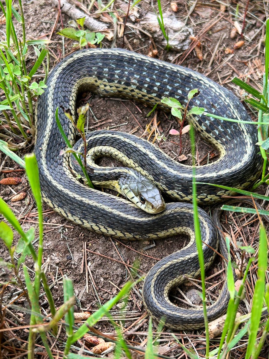 A full bellied snek in the yard today!!!