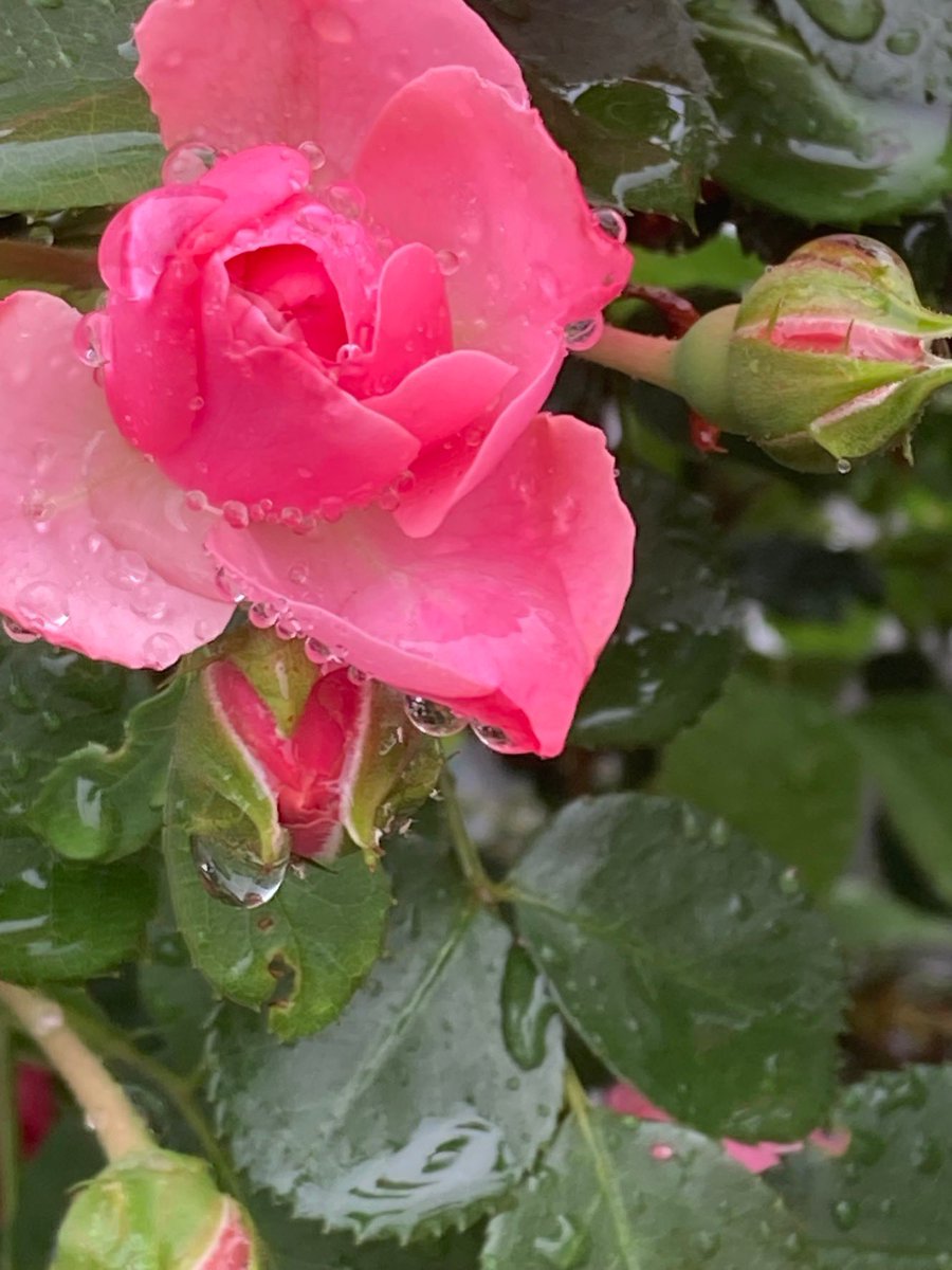 おはよう 雨上がりの朝 街は爽やかな　 清々しい風 街角へ そよいでいる きみ　きみ 素敵な朝だよ スヤスヤ 夢の中かな？ きみと 素敵な朝 一緒に花に 逢いにいこうよ #恋愛詩 #TLを薔薇でいっぱいしよう