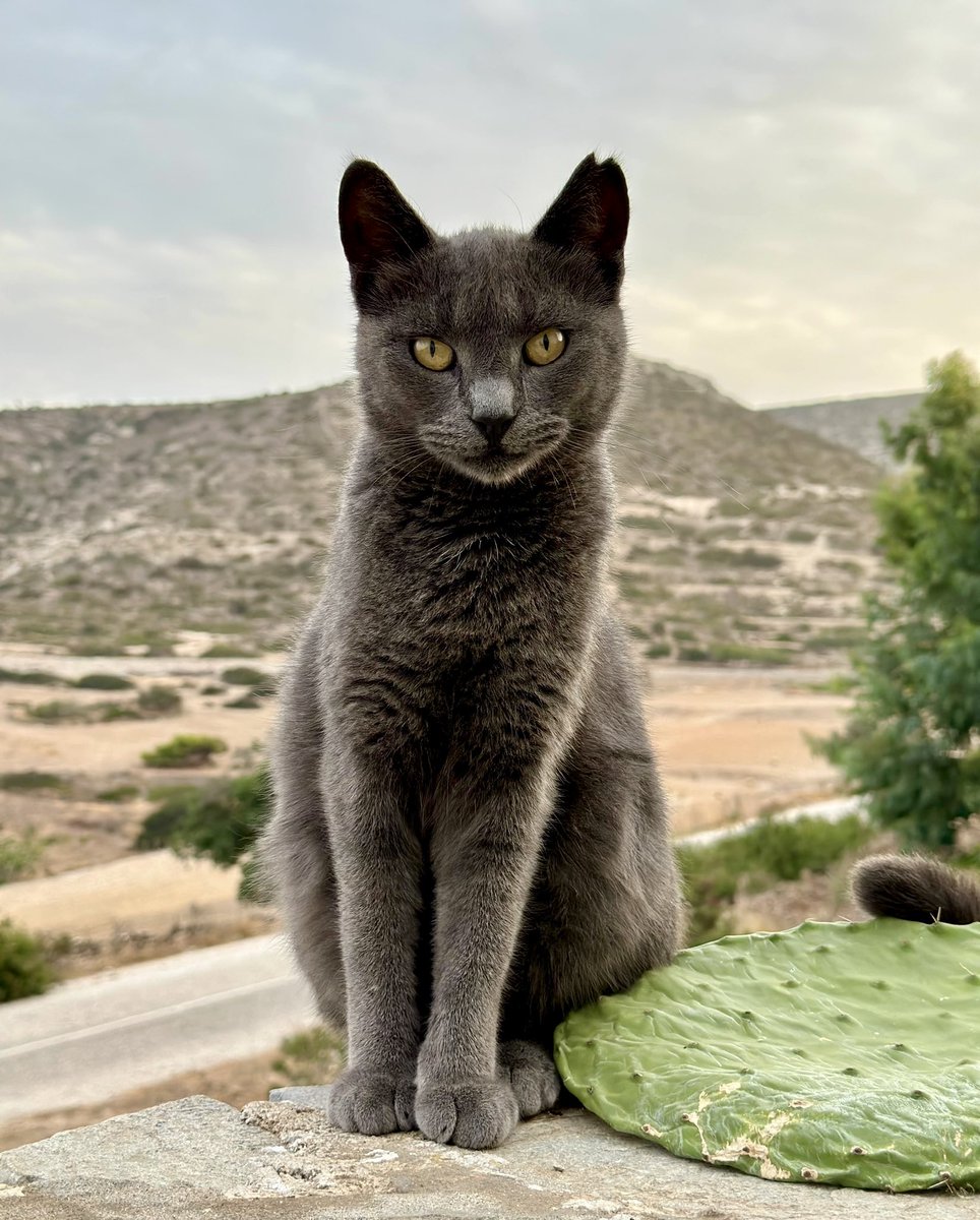 Meet Bob, a lovely neutered male pictured in the hilltop village cat colony in front of Mt Papas on this tiny Greek island where we care for the Aegean cats. You can help the #cats by donating now to fund vital healthcare and food. Purr! #CatsAreFamily gofundme.com/f/cats-of-irak…