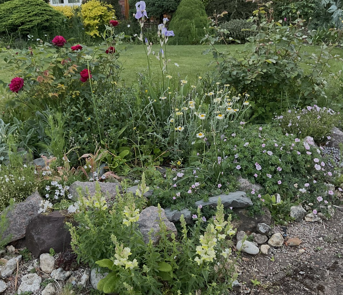 My lockdown rockery project has settled in