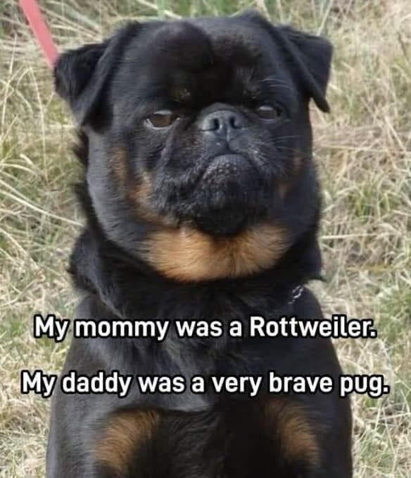 🤣🤣🤣…very brave pug indeed!