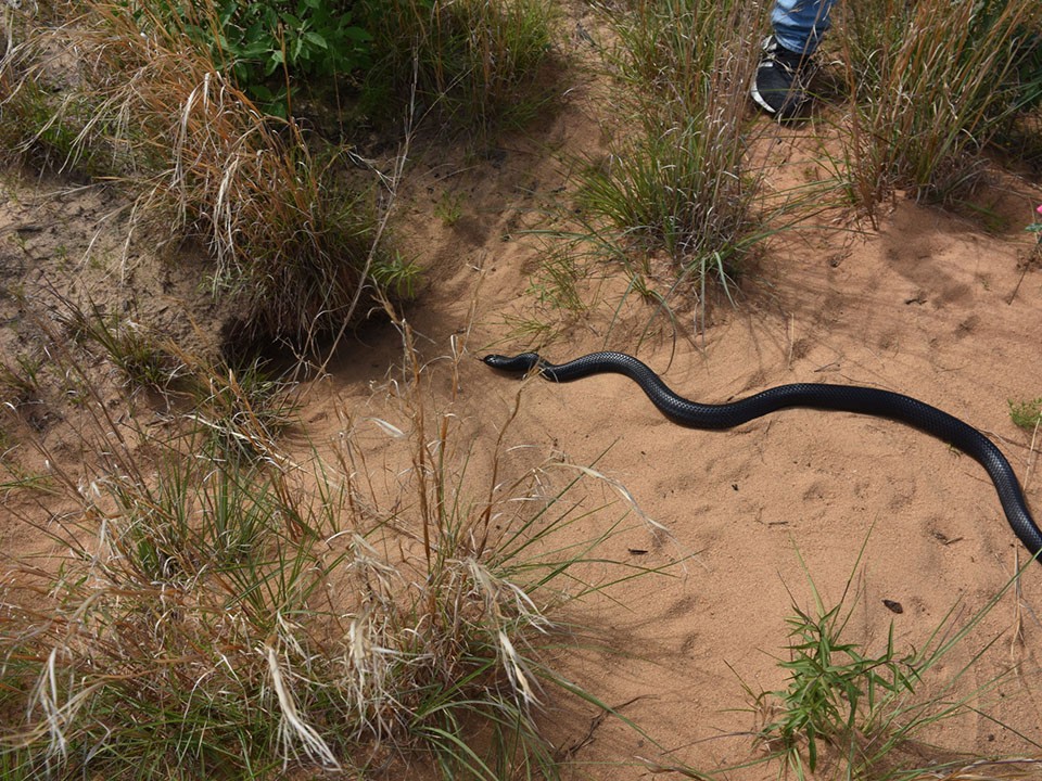 Let's celebr8!🐍 For the eighth consecutive year @nature_org and partners reintroduced 41 federally threatened young eastern indigo snakes at The Nature Conservancy’s Apalachicola Bluffs and Ravines Preserve restored sandhill habitats. Read more Connect: bit.ly/3wy3NxY