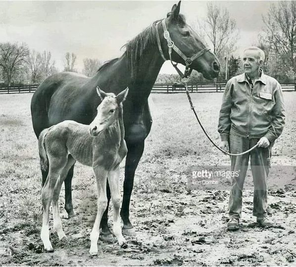Something Royal & her foal Baby Secretariat.