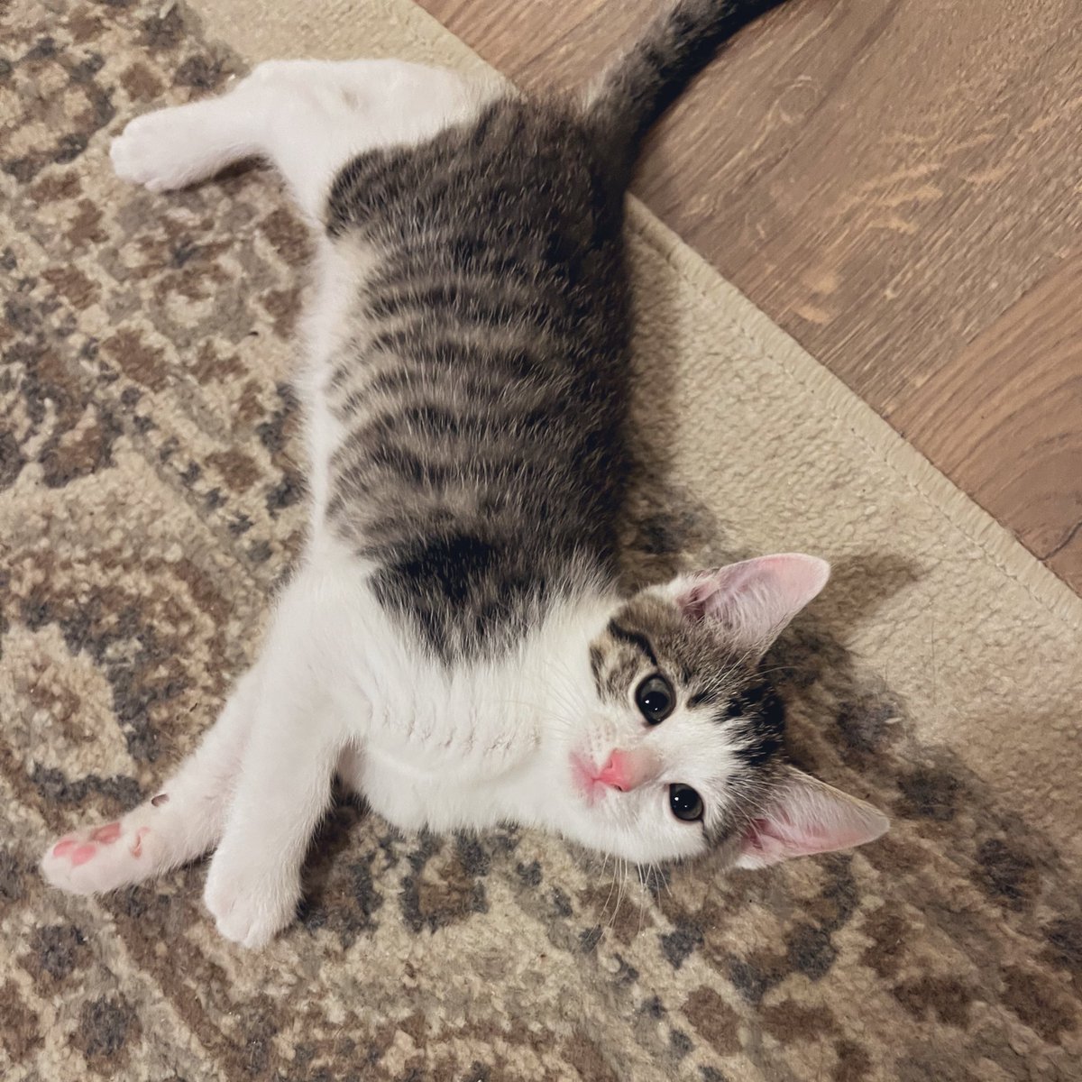 That pink nose and matching toe beans! #Butter #Kittens #CatsOfTwitter