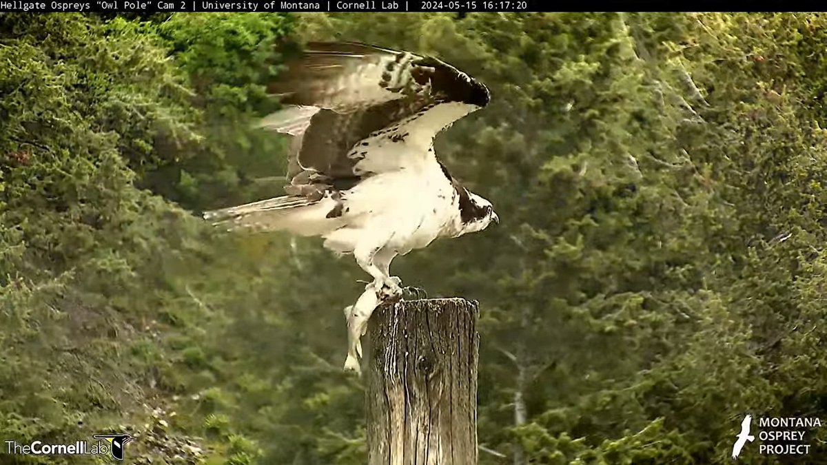 16:16, 5/15 NG brings a nice fish for Iris. Her fish-begging chirps are answered, and she takes it to the Owl Pole to enjoy. Meanwhile, NG enjoys incubating the eggs. #HellgateOsprey