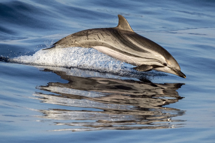 🐬What type of dolphin is this? Test your marine mammal knowledge with our quiz! divemagazine.com/quizzes/quiz-m…