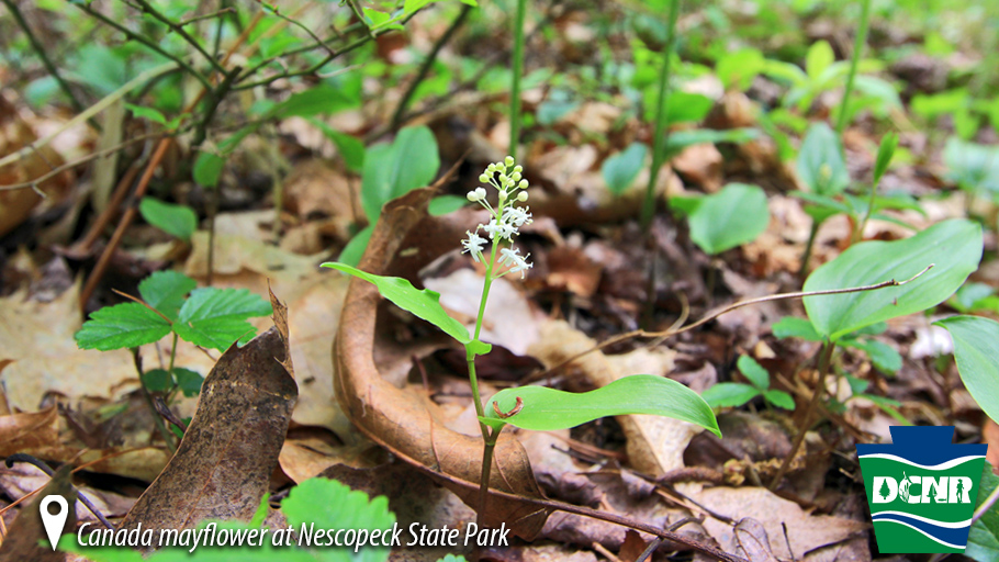 You have probably seen #CanadaMayflower while walking forested paths at #PaStateParks. These form carpet-like colonies growing from a single organism. Watch for their white star-shaped blooms in May which are very fragrant. #SignsOfSpring #WhatsHappeningWednesday #PaNativeSpecies