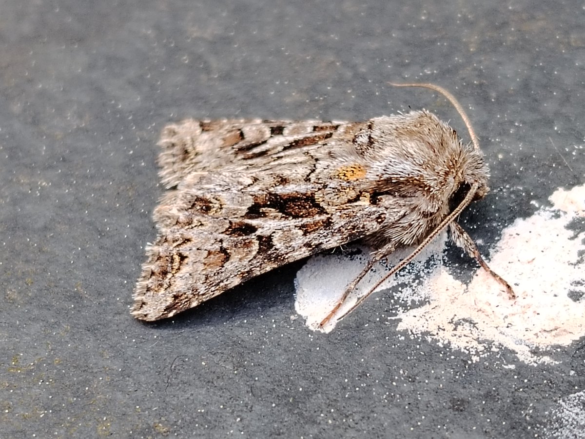 More recent garden moths. Bee moth, Freyer's Pug, Pale Tussock, The Shears.