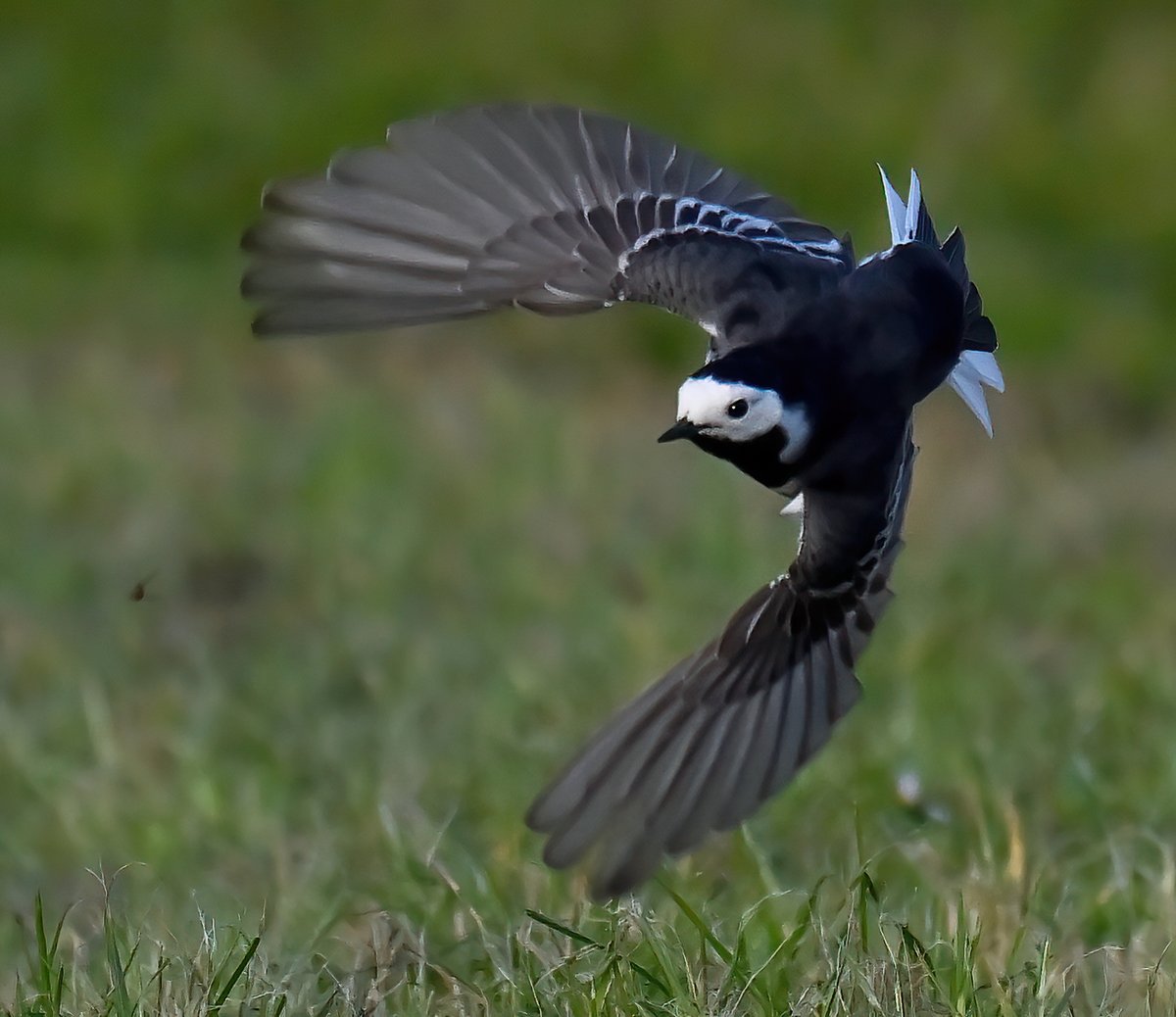 Pied Wagtail after a fly! 😊 Taken recently in my Somerset village. Good morning everyone. 👋🐦