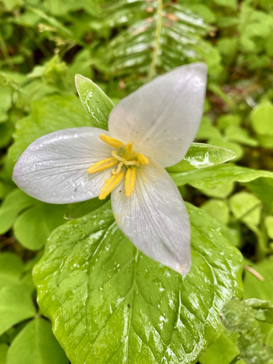 Trilliums bloom this time of year at several low-elevation trails in the region. Do you have a favorite forest wildflower?