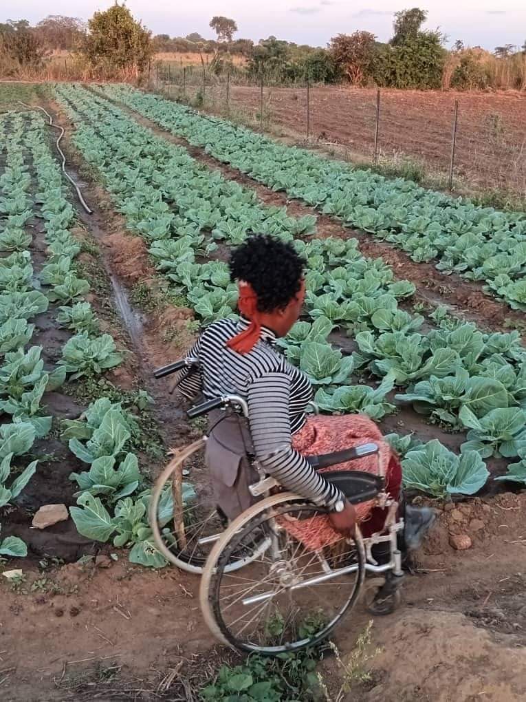 Meet Kumwesu, a remarkable cabbage farmer from Zambia 🇿🇲, proving that #disability is not #inability! Her dedication to her cabbage project is truly inspiring. 

Let's celebrate her success and the spirit of resilience. #DisabilityIsNotInability #Inspiration #FeedTheNation
