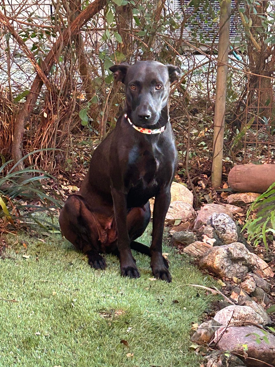 ltkw's tweet image. MISSING DOG ALERT - Mt Sampson / Cashmere   Rescue dog Maisie - missing since 26/04/24. VERY timid, may be limping. Please do NOT approach, chase, or call her. Report sightings to  facebook.com/TheMiniRescueI…
Please share.
#LostDog #RescueDog #NorthBrisbane #Brisbane #Dogs #Dog