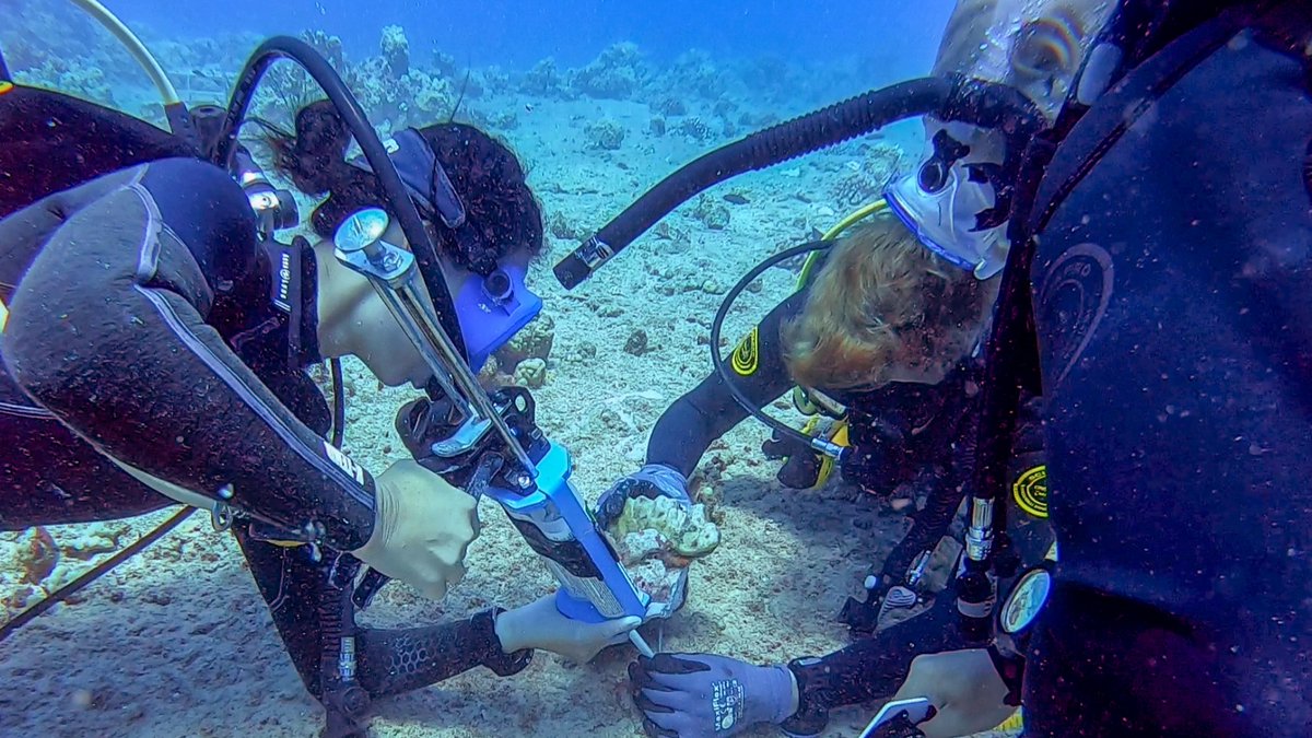 Native Hawaiians, and locals, are making waves with Kuleana Coral Restoration—the first Native Hawaiian nonprofit dedicated to coral restoration.

With funding through @NOAA, Kuleana graduated their first cohort of young ocean conservationists: bit.ly/3Sr8GBy
#AAPIMonth