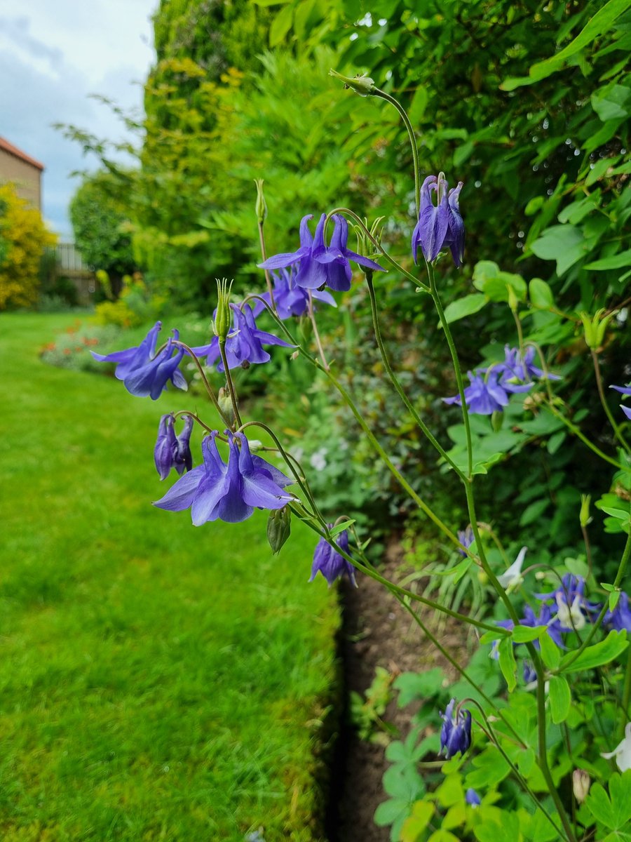 I've been loving the blue aquilegias this year. The petals are just starting to drop now. #GardeningTwitter