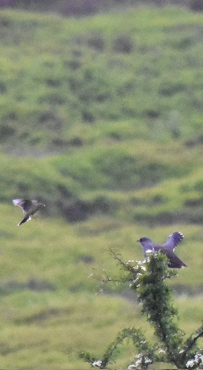 Red female cuckoo, male cuckoo, and meadow pipit. Westerdale this afternoon. @teesbirds1 @nybirdnews @WhitbyNats