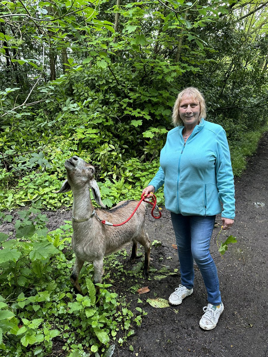 East_Kent_CSSC's tweet photo. East Kent members have been having a goat-ally awesome time at Quex Park lately 🐐 With the area running several walking with goats events #myCSSC #MemberEvents @quexpark #GoatWalking https://t.co/EFayBQeBFr