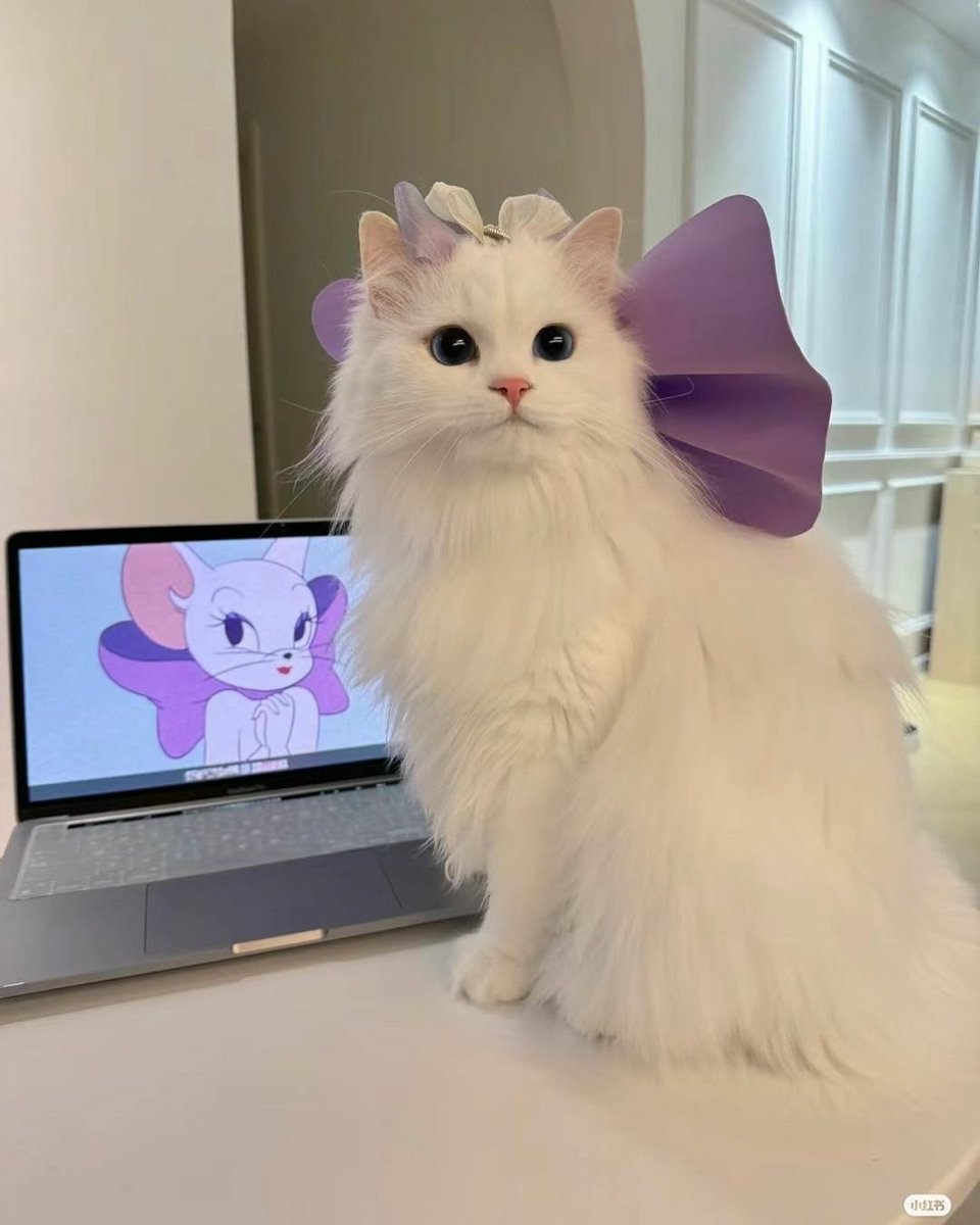 cats with powerful impression 🐾 tweet media