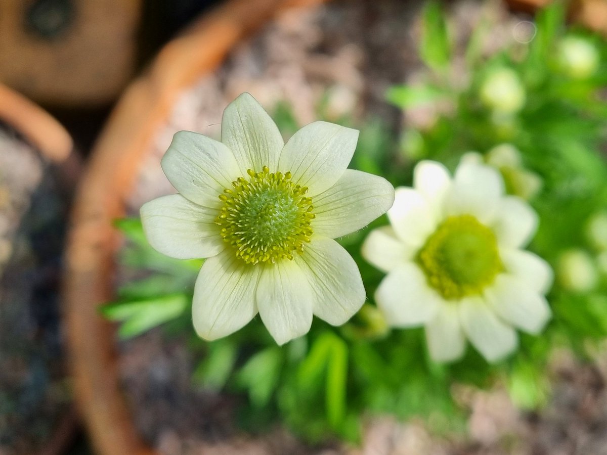 I recently bought this Anemone Multifida, which I'd never heard of before, and I LOVE it. It is just the prettiest little thing. #GardeningTwitter #FlowerHunting