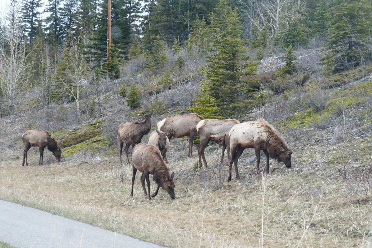 We're coming into a dangerous time of the year from a wildlife perspective: Elk calving season. Let's learn more about Elk (and why spring is dangerous) for this week's #WednesdayFriendsDay
kananaskis.org/elk/