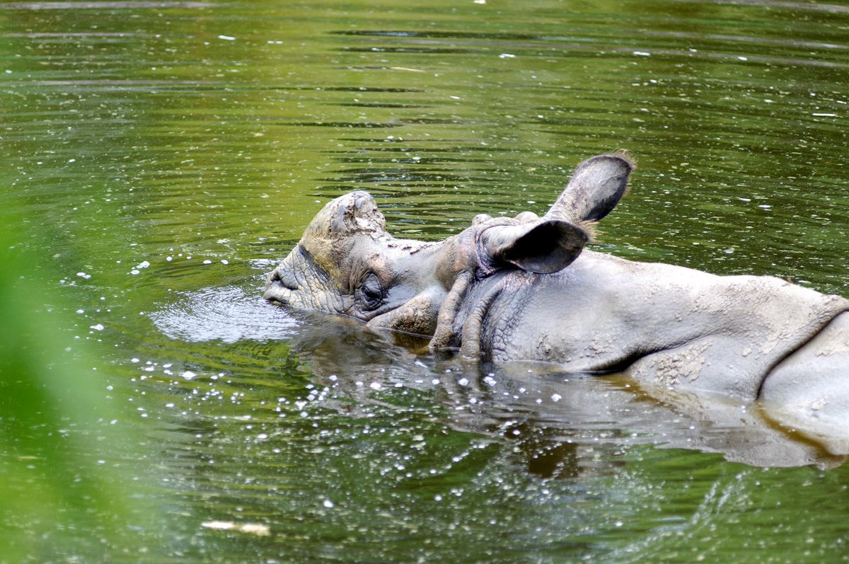 Le rhinocéros passe  plus de la moitié de ses journées à patauger dans l'eau et à se recouvrir de boue. Ce comportement lui permet de réguler sa température et d'éliminer les parasites#zoobeauval 
#rhinoceros #rhinos #animalplanet #animalplanetindia
#animaux #zoo #zoophotography