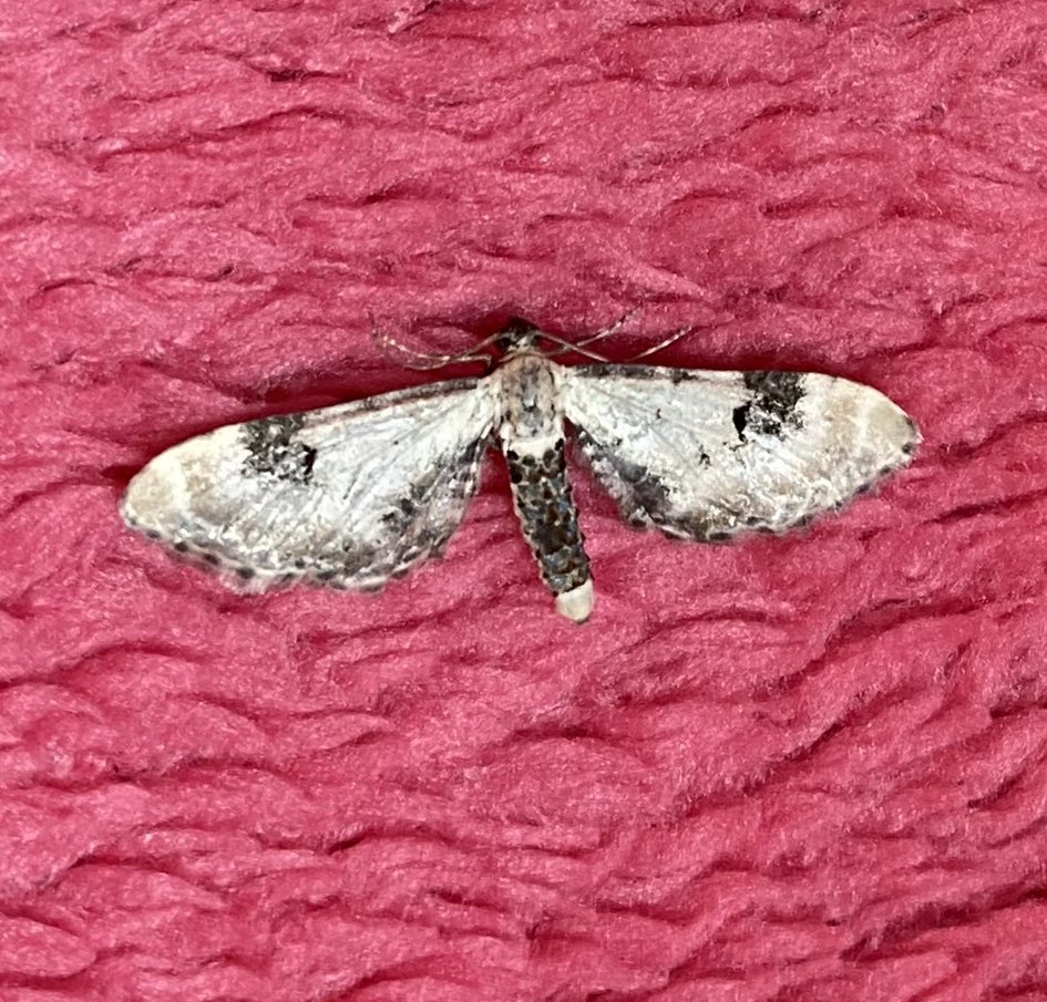 Cinnabar moths in the garden moth trap (Heathfield Somerset, TA4, VC5) yesterday. Ragwort were covered in the yellow and black striped caterpillar last summer. A (worn) Broken-barred carpet is new for the garden. FFY Silver Y @MigrantMothUK ; 24 moths, 14 species. @MothsSomerset