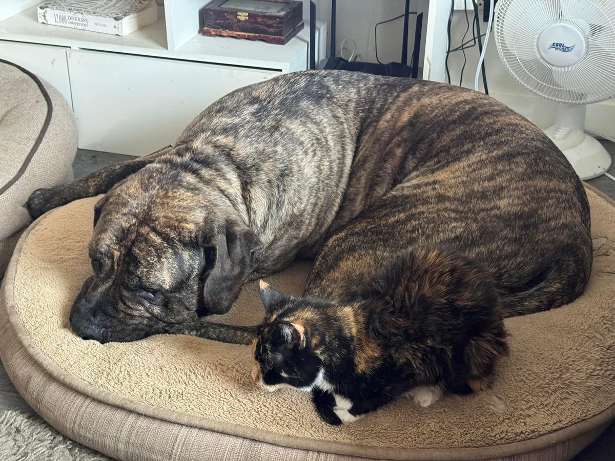 🐾🐾 Cole & Co. 🐾🐾 tweet media