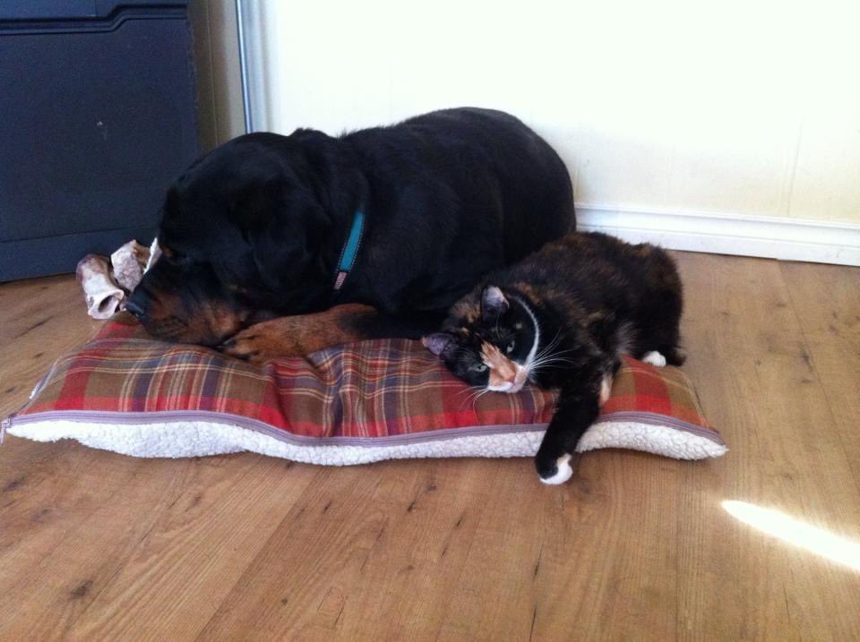 🐾🐾 Cole & Co. 🐾🐾 tweet media