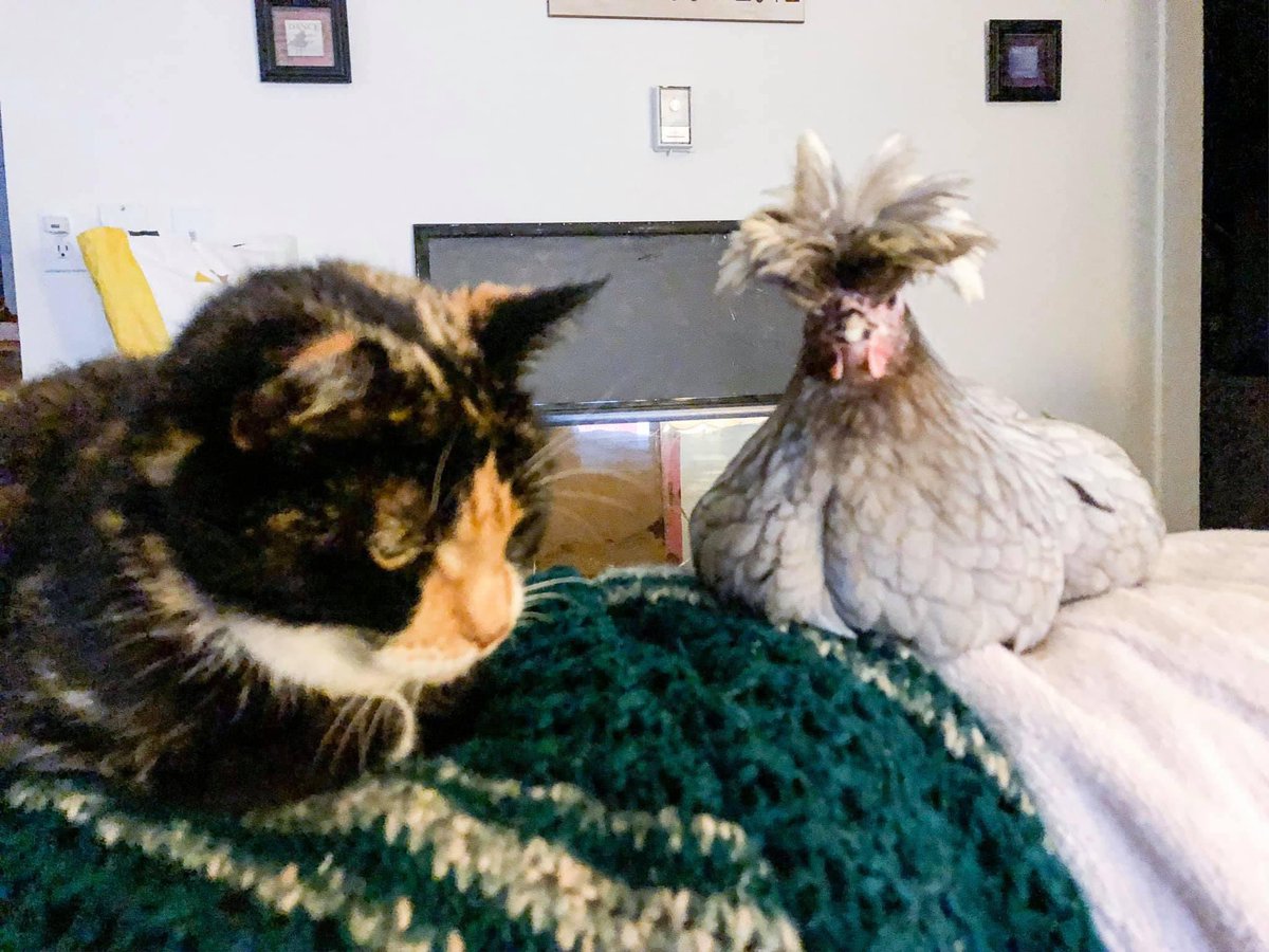 🐾🐾 Cole & Co. 🐾🐾 tweet media