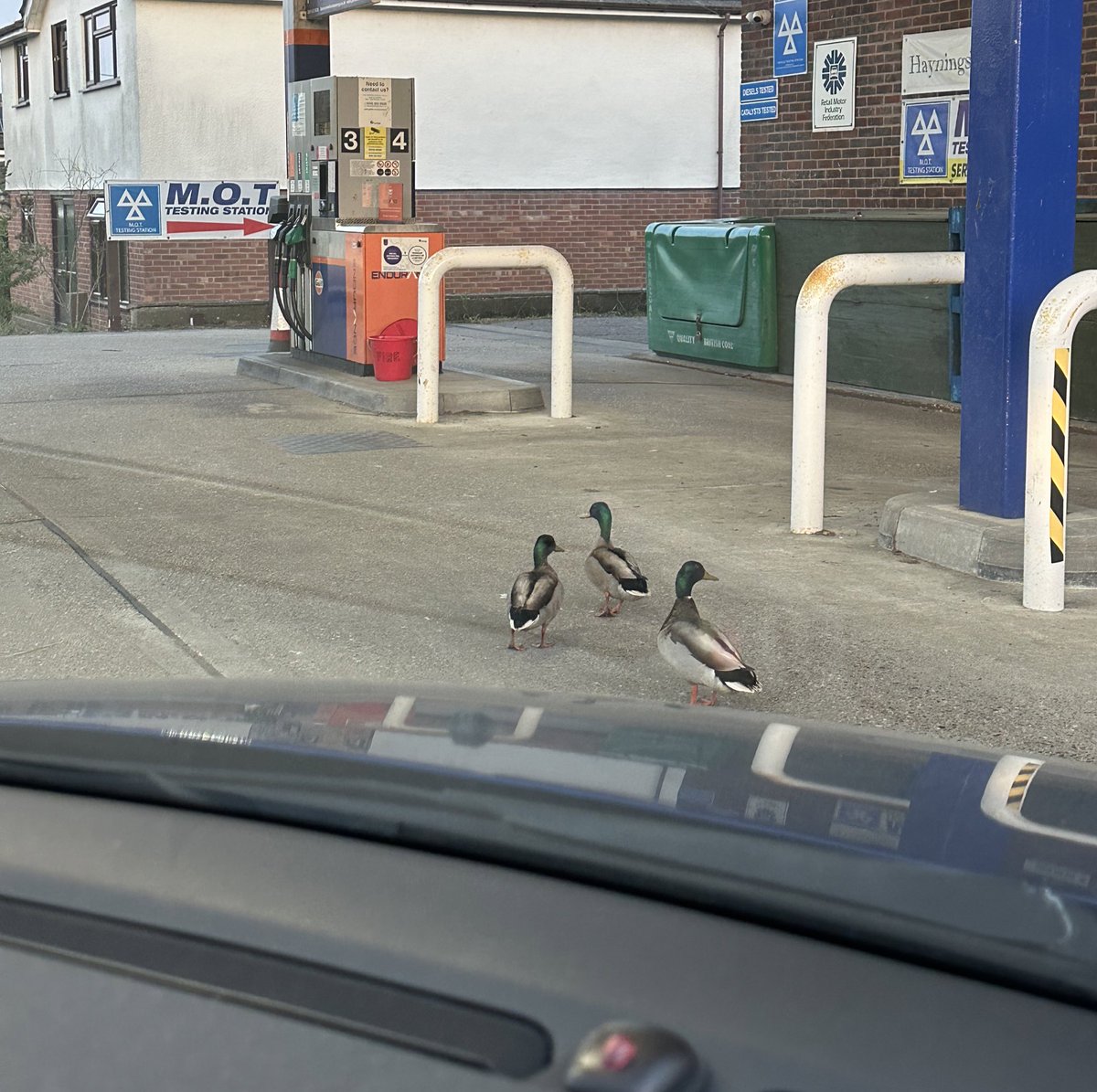 Suffolk. The only county in the country where “the ducks have taken up residence on the forecourt” is a legitimate reason to close a petrol station.