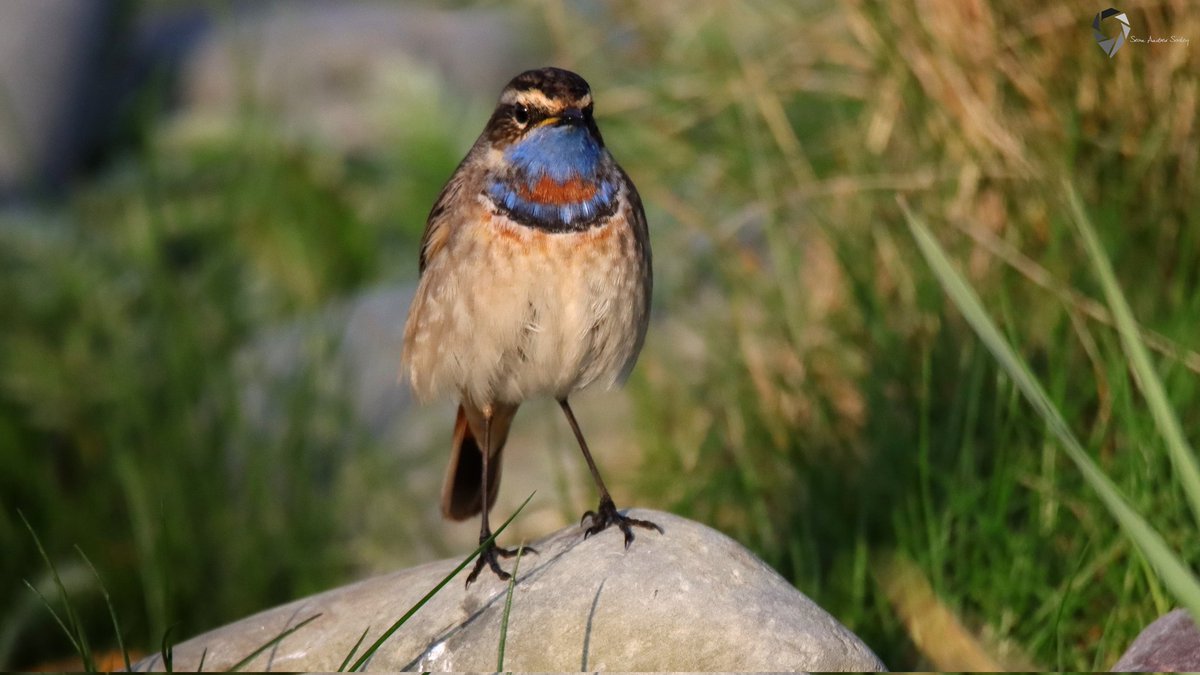 SasleySean's tweet photo. Bluethroat (Luscinia svecica) https://t.co/U9maGs8CZF