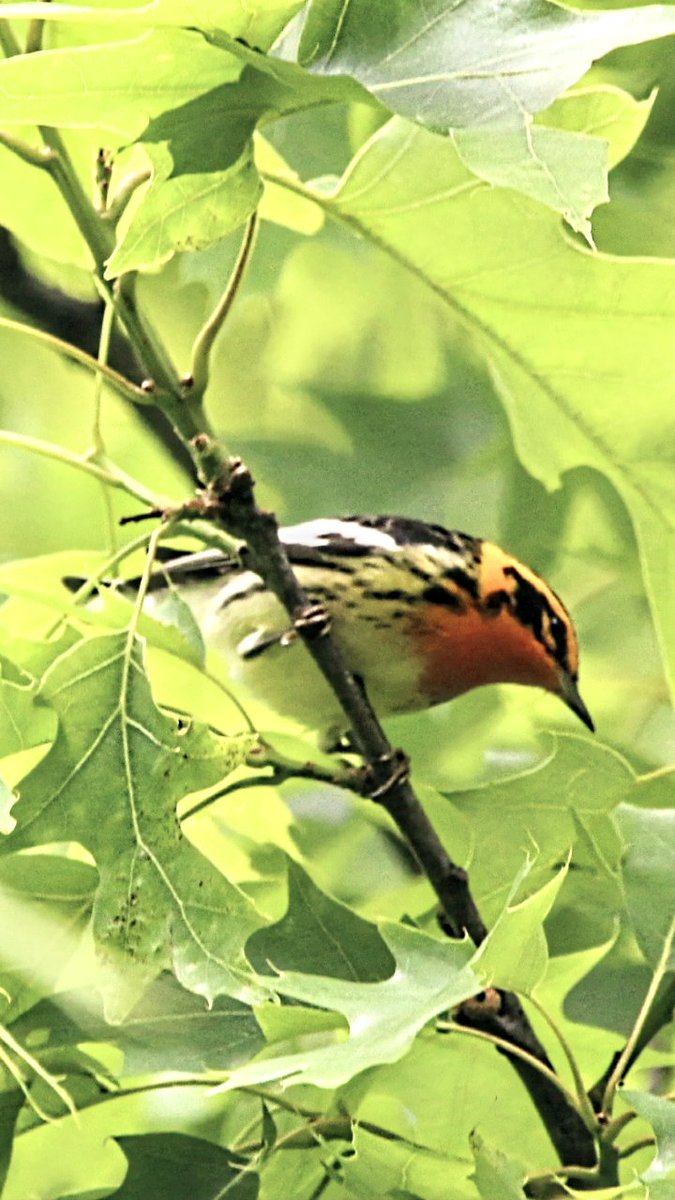 Blackburnian warbler yesterday in the high meadow central park #birdcpp #birdcp