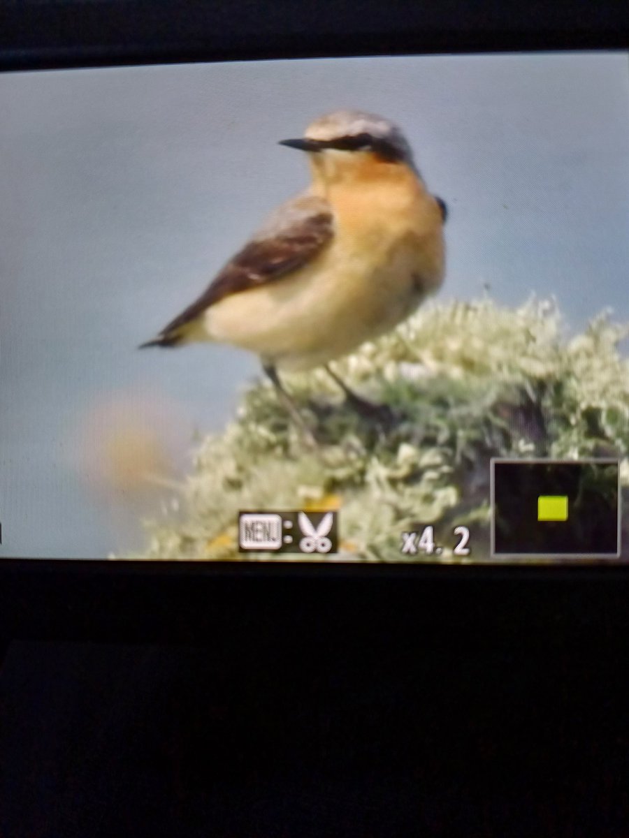 Wheatear, Cemlyn Anglesey today