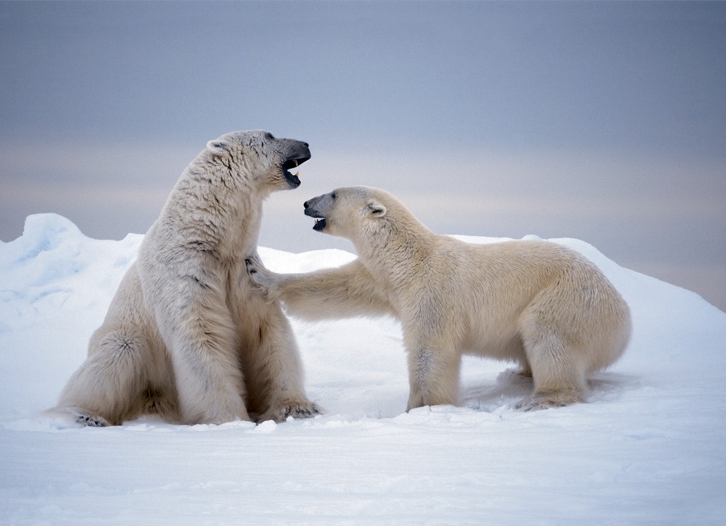 If we continue to work on curbing carbon emissions and caring for our global ecosystems, we give polar bears a better chance at long-term success! Join us: bit.ly/SeaLegacyTide 📸 by @paulnicklen