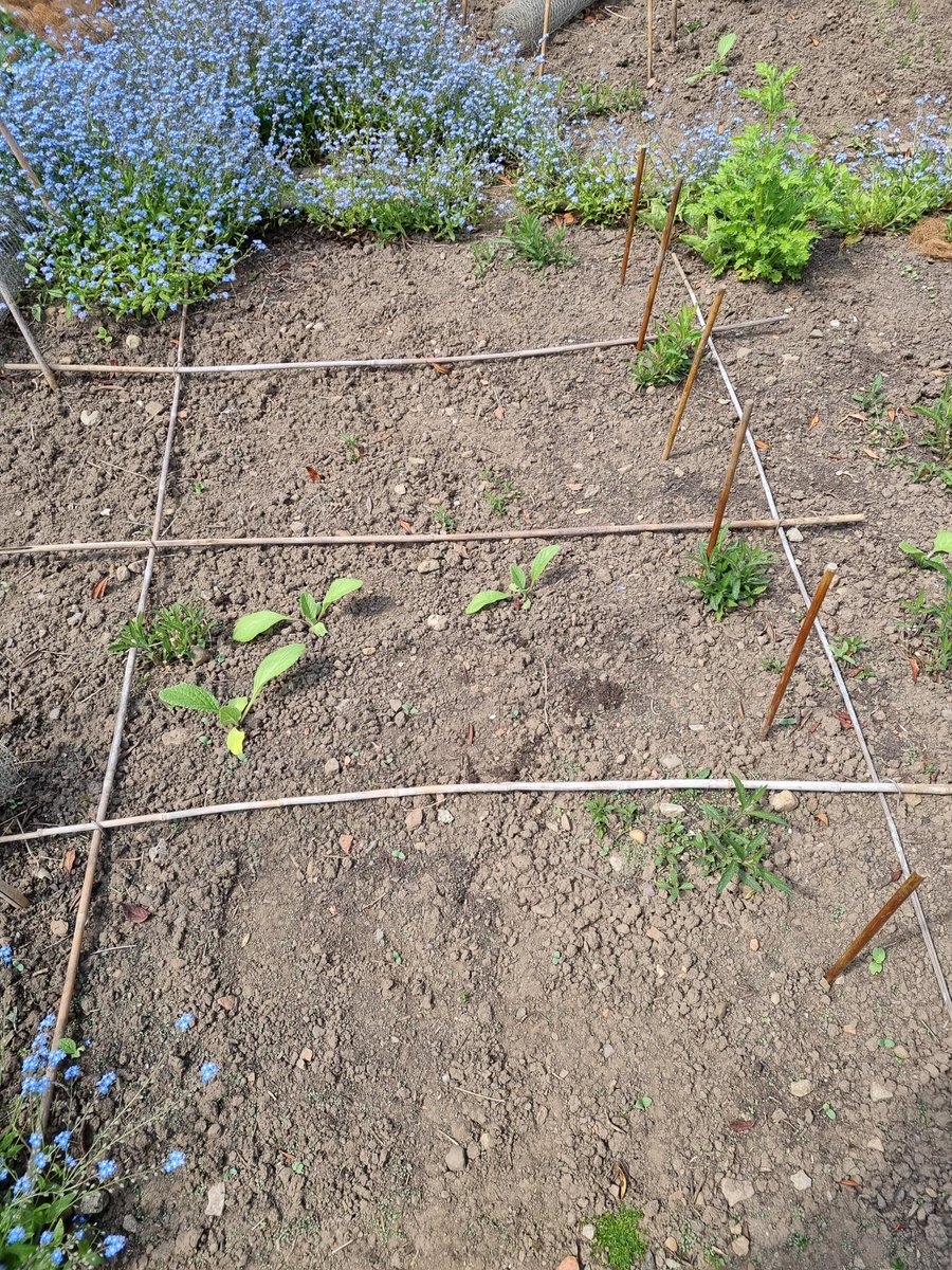 Veg patch planning! Section 1: Beans 🫘 Section 2: Borage 🌱 Section 3: Dried flowers (Helipterum, Xeranthemum, Statice, Strawflowers) 🌸 Section 4: More Beans 🫘 Random sticks: Sunflower markers 🌻 #GardeningTwitter