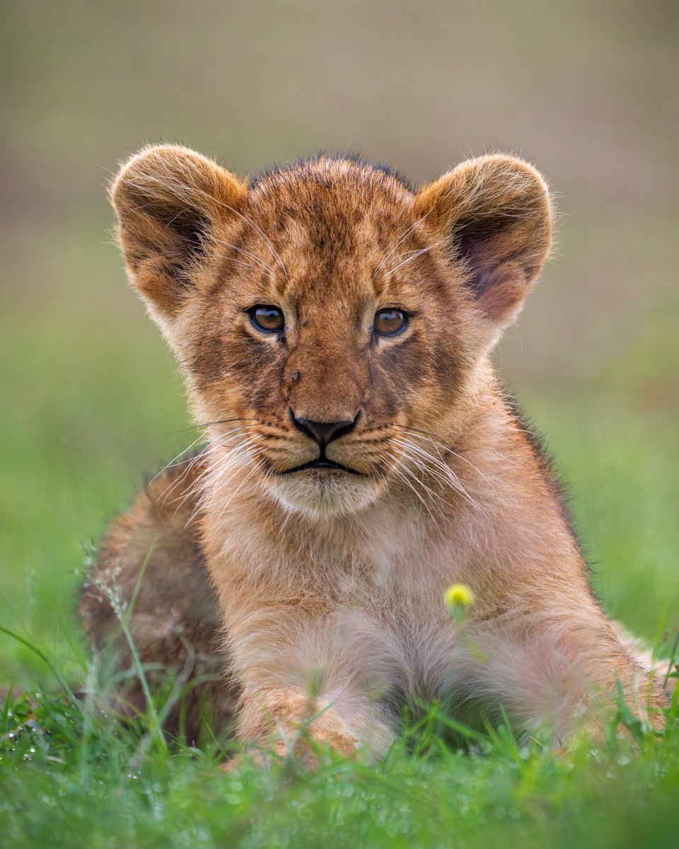 Pictured here is a lion cub. #DidYouKnow: Cubs get to eat only after the lions and lionesses! #Repost from Instagram | Swaroopsankar Sivadasan 📸 Want to get featured? Upload your pictures and tag us using @natgeoindia and #natgeoindia on Instagram.