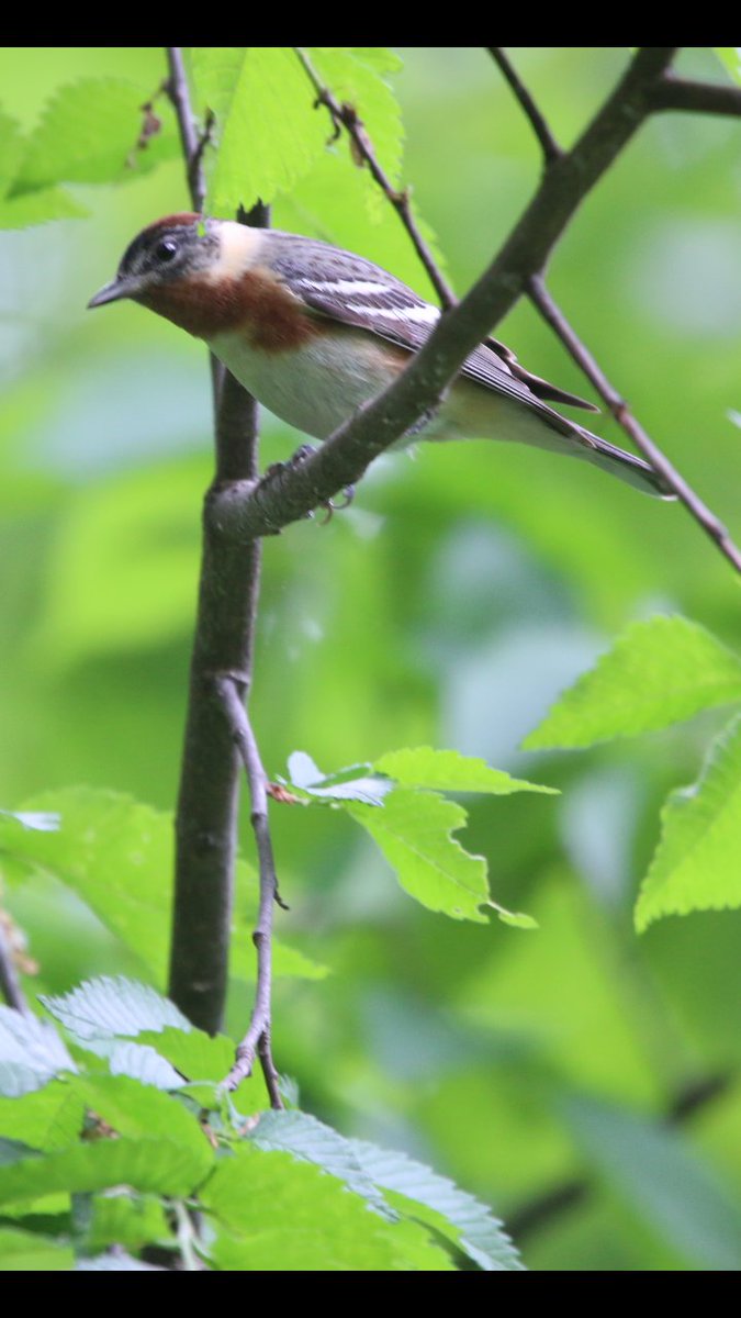 Bay breasted warbler @ the high meadow in central park 5/8/24 #birdcpp #birdcp
