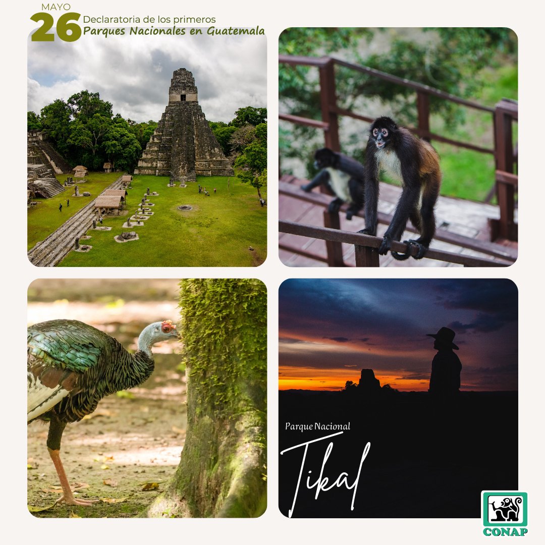 El Parque Nacional #Tikal constituye Patrimonio Natural y Cultural de la Humanidad, es reservorio de importantes especies de #VidaSilvestre y sitios arqueológicos, se encuentra dentro de la Reserva de la Biosfera Maya 💚. ¡Valoremos nuestra #GuatemalaMegadiversa!