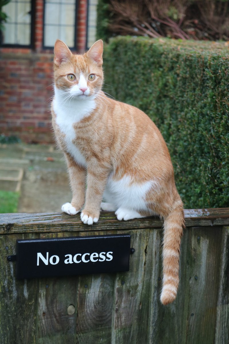 Beware the guard cat @ChartwellNT.