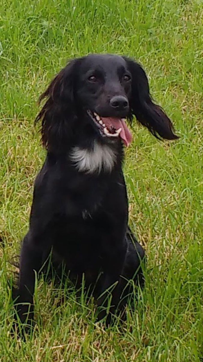 #SpanielHour 
“6 whole years gone by & BILLY is still missing, #stolen by 3 men in a #FordTransit van at #Lullington nr #Frome 
I really do hope he's been looked after well but knowing the kind of people who stole him, I have my doubts....”

doglost.co.uk/dog-blog.php?d…