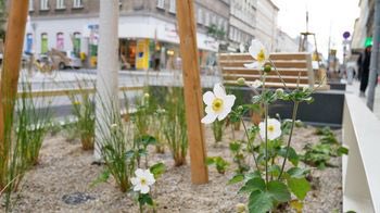 ❓Was verbindet die „Mähschafe“ auf der Donauinsel mit den Blumenbeeten auf der Thaliastraße in #Wien?🧐 💶In beiden Projekten stecken Fördermittel, die #Österreich von der #EU erhalten hat - für Klimaschutz & Stadtplanung. Wir sind #Europa.🇦🇹🇪🇺 #NutzeDeineStimme #UseYourVote