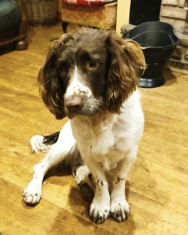 #SpanielHour 

MISSING SINCE: 08/05/24 @ 8am
#Blacklion side of #Belcoo
Teddy and Lady both went missing from home. These 2 sweethearts really need to be located as soon as poss
locals pls keep an eye out TY 🐾🩷
@BelcooGAA @MissingStolen @MissingDogsIrl @JacquiSaid @thedogfinder