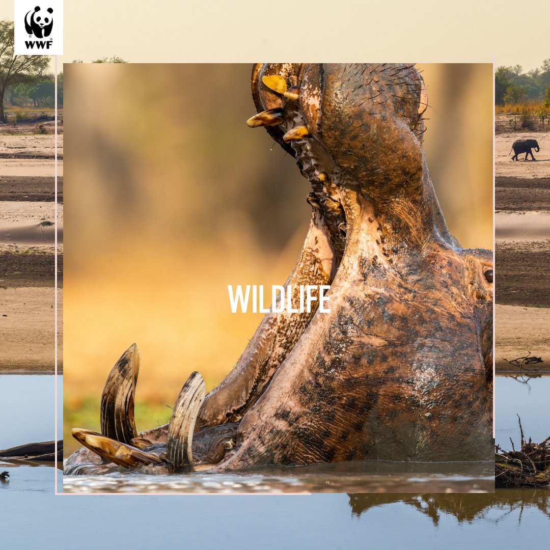 Did you know that illegal wildlife trade threatens many species in Zambia with 18% of vertebrate species at risk of extinction? By promoting education awareness and counteractions, we can help reduce this harmful practice. #WWFZambia #WildlifeInZambia #TogetherPossible