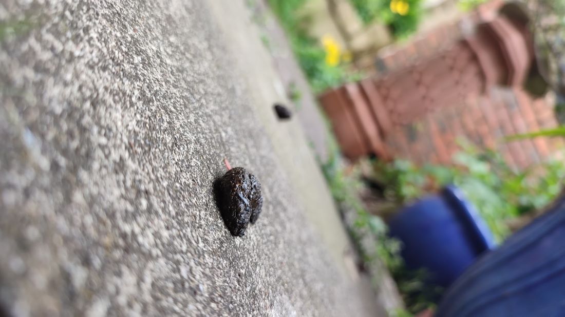 Poo can sometime make me happy. When it's hedgehog poo. Only one hedgie sighted this year, but better a lonely one than none at all.