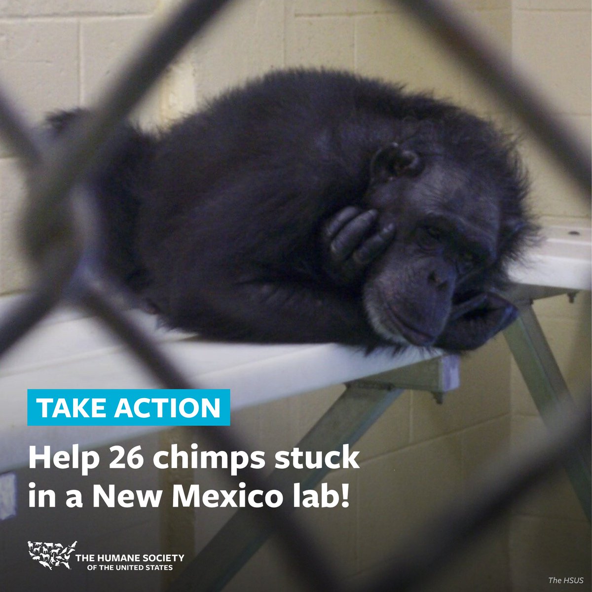 We sued the National Institutes of Health (@NIH). We won. But the NIH still refuses to move the 26 chimps used in harmful experiments at a New Mexico laboratory to @ChimpHaven sanctuary. Don’t let these innocent animals spend their last days in a lab. Tell @NIH to follow the