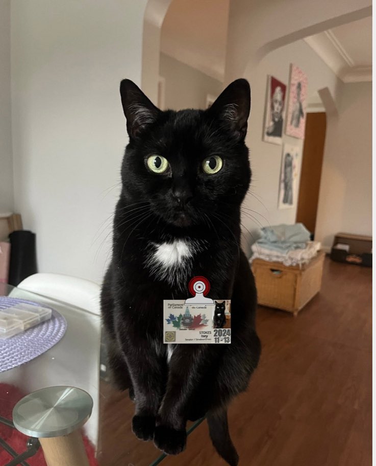 Vote for Isey in the cutest cat on parliament hill contest by <a href="/cahi_icsa/">Canadian Animal Health Institute (CAHI)</a> !

The reception on June 11 will have a cocktail curated in her honour 😉. Hopefully, she’ll be able to walk the red carpet at 5:30!

cahi-icsa.ca/cutest-pets-pa…