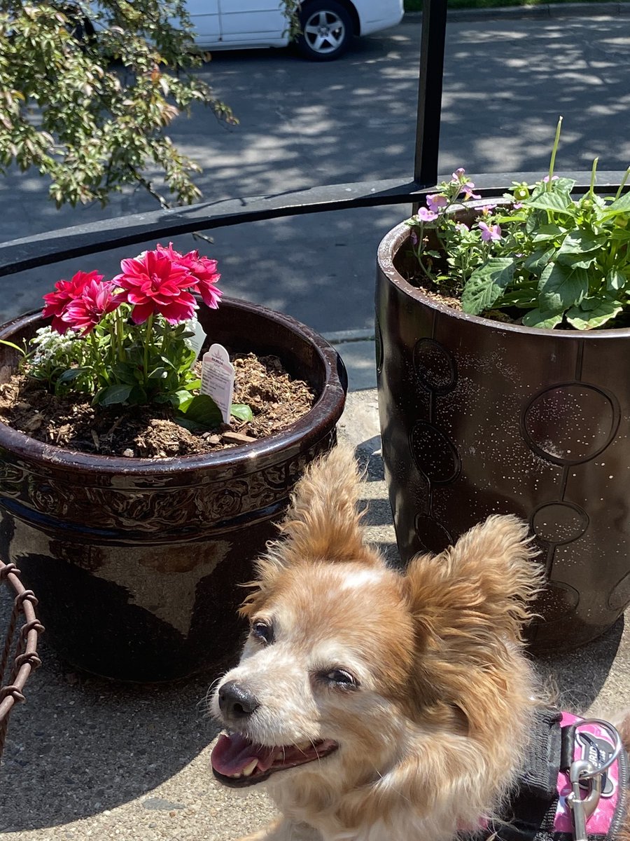 I callz dis Harpie Amongst Da Floofs #springtime #Sunshine #flowerlovers