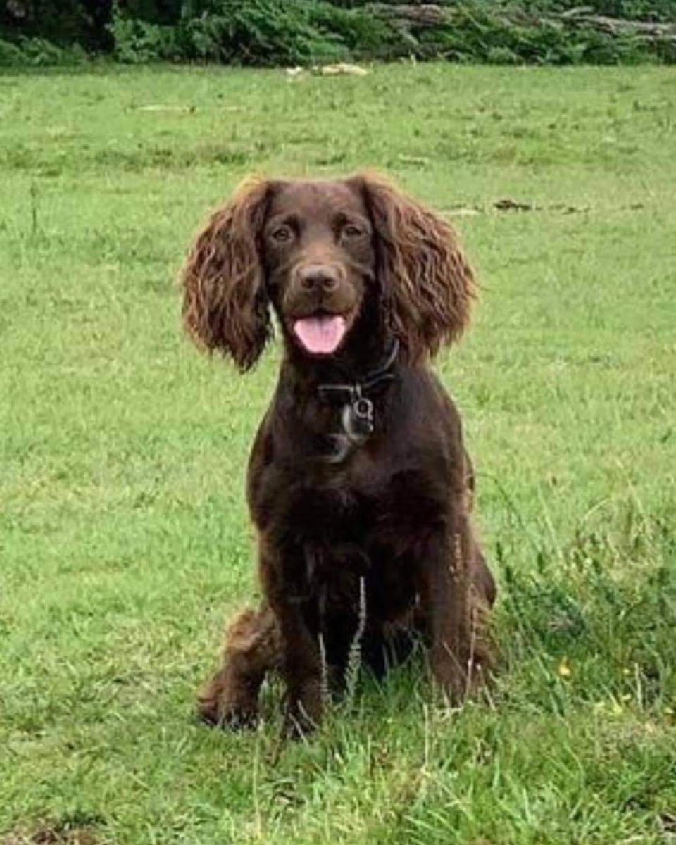 #SpanielHour 

REMEMBER BRAMBLE PLS 
Beautiful brown #sprocker small white bib / Docked CHIPPED 
This looks like a case of #Theftbyfinding 
#MatterleyEstate #Wincester #SO24 
Lost since 8/9/21
Still searching

doglost.co.uk/dog-blog.php?d…

<a href="/linda_kinnon/">Linda Kinnon 💙🏴󠁧󠁢󠁳󠁣󠁴󠁿💙</a> <a href="/BitofDecorum/">Debby Morris 🐕🐾💕</a> <a href="/alid2912/">ali d</a> <a href="/bs2510/">beth</a>